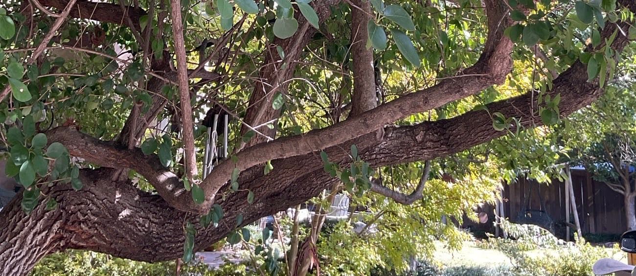 A close view along a heavy limb of the same Memphis fringe tree. The bark is grey-brown and broken into short blocky ridges and furrows, and the leaves on the twigs around it grow in opposite pairs, each leaf broad and rounded with a blunt tip.