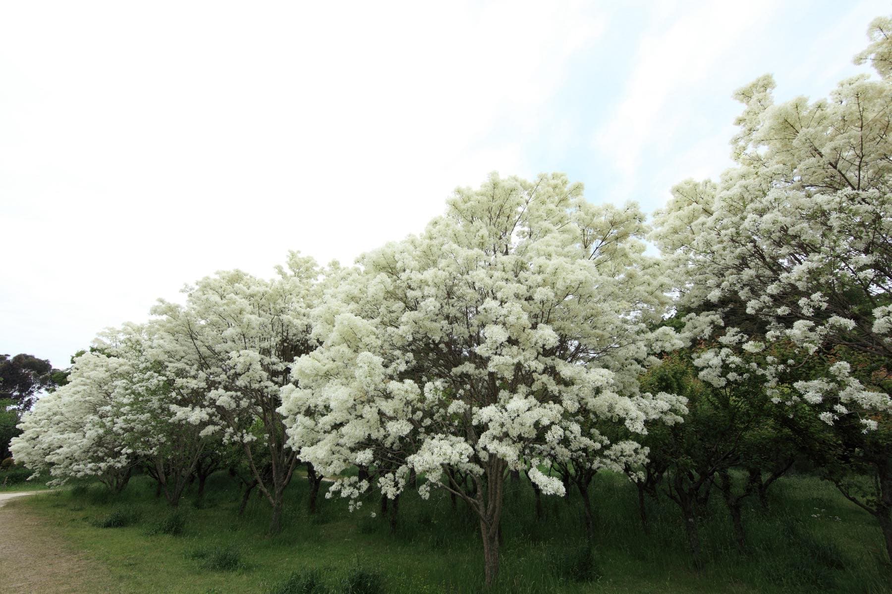 A row of Chinese fringe trees in full bloom beside a mown grass path. Each tree is perhaps fifteen feet tall on a short dark trunk, and the whole crown is smothered in loose, shredded white flowers, so the row reads as a continuous bank of white against a pale sky.