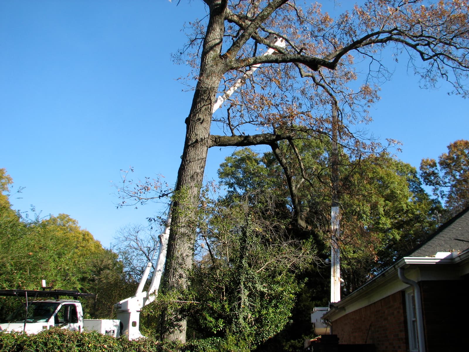 A tall oak in autumn colour photographed from below against a blue sky, with a bucket truck boom extended up into the branches and the roof of a brick house to one side