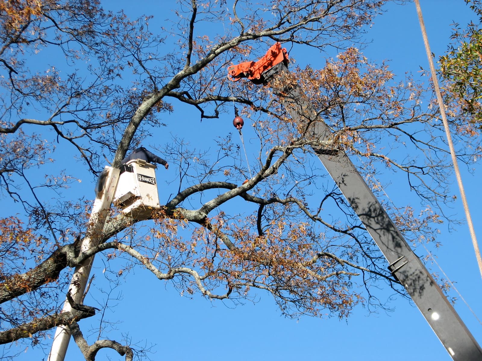 View looking straight up at a crew member in a Hi-Ranger bucket beside a crane boom and rigging hook, working in the bare canopy of a large oak against a clear blue sky