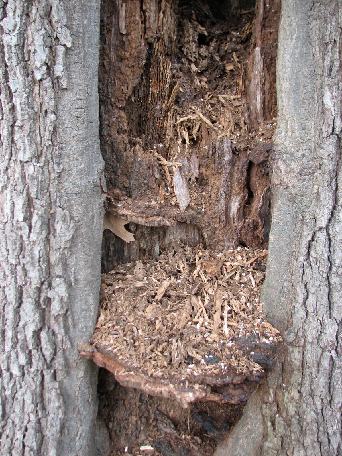 Close-up of a split in a tree trunk showing a hollow cavity filled with crumbling decayed wood and several shelf fungus brackets growing from the opening