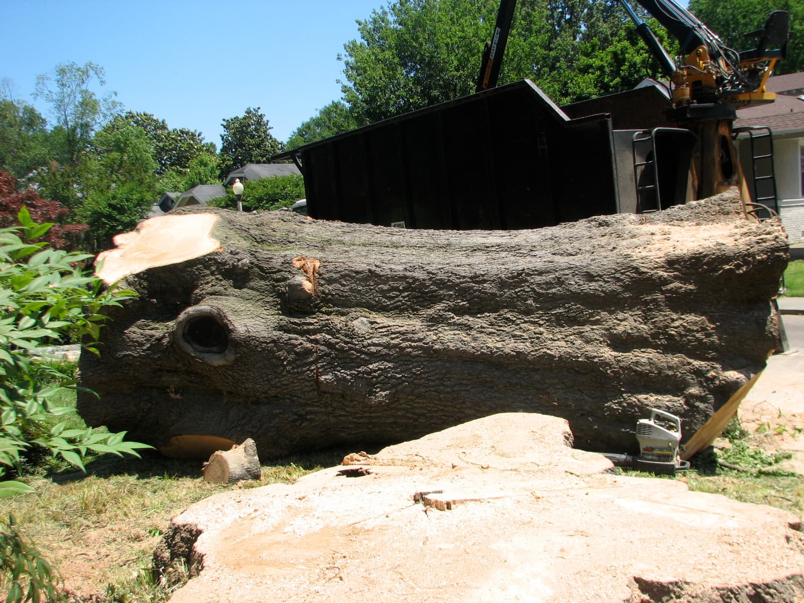 A very large oak trunk section lying on a lawn next to a grapple truck, with a freshly cut stump in the foreground and a chainsaw resting against the log