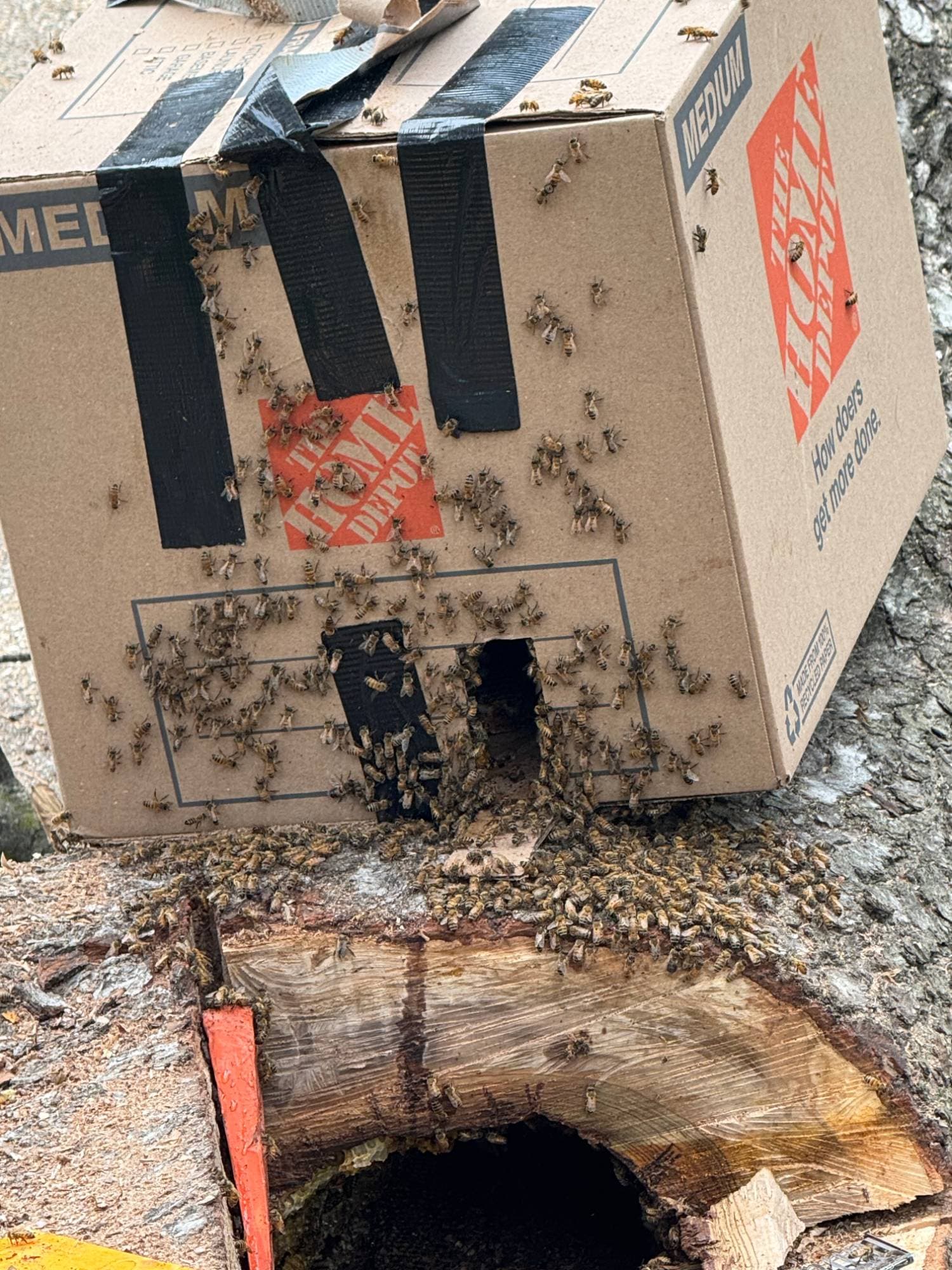 A taped cardboard box sitting on top of a cut tree trunk with a large open cavity below it. Hundreds of honeybees cover the outside of the box and crowd around a cut entrance hole near its base, with more streaming across the sawn face of the trunk.