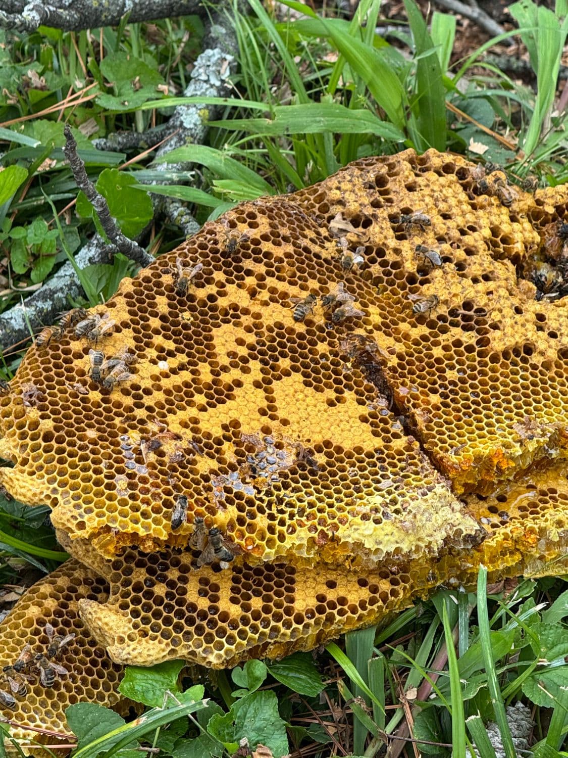 A large slab of golden honeycomb lying in green grass, with several dozen honeybees walking across it. The comb has thousands of six-sided cells, many of them capped over in a darker tan, and a second layer of comb is visible underneath the first.