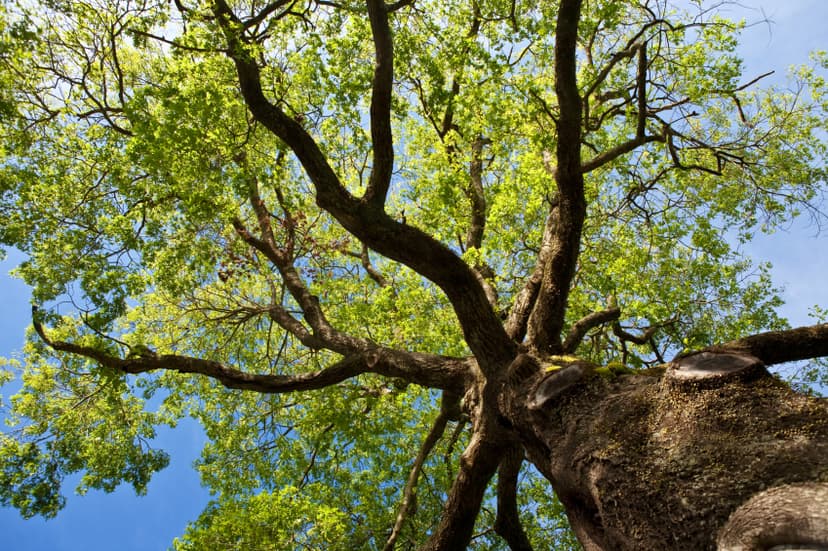 Tree Trimming